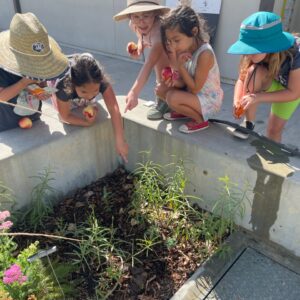 Finding monarch catapillars in a previous planting